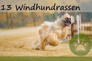 Die 13 bekanntesten Windhundrassen & alles wissenswerte dazu