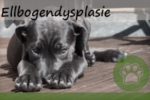 Ellbogendysplasie beim Hund – 4 Ursachen, Symptome und Behandlung