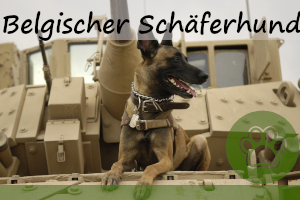 Belgischer Schäferhund – Steckbrief, Geschichte und alles wichtige