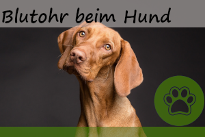 Blutohr beim Hund – 6 Symptome, Behandlung & Vorbeugung