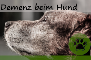 Demenz beim Hund – 6 Symptome & Behandlung