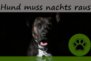 Hund muss nachts raus – 8 Gründe