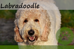 Labradoodle – Charakter, Aussehen & kurzer Steckbrief