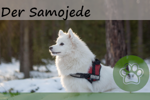 Samojede – Steckbrief, Charakter, Aussehen und Weiteres