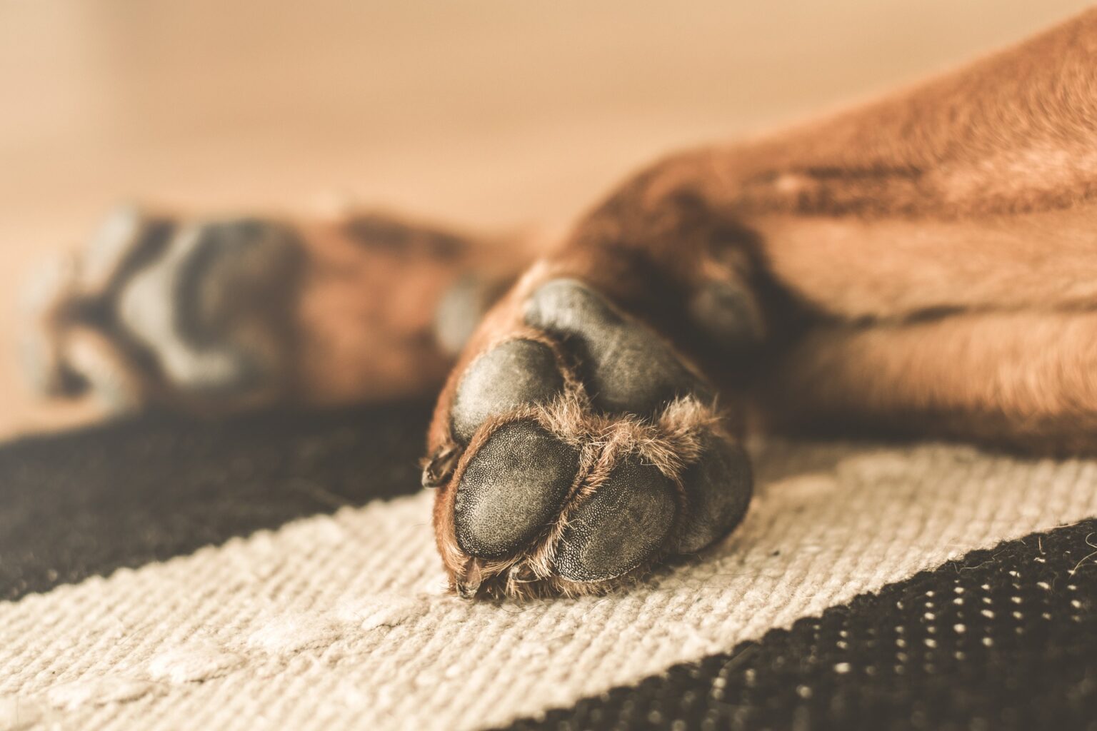 Hund leckt sich die Pfoten 6 Gründe dafür FellFreund