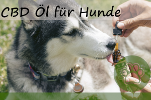 CBD Öl für Hunde – nützlich oder nicht?