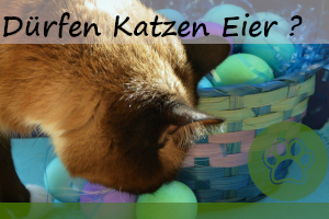 Dürfen Katzen Eier essen – 2 Gefahren