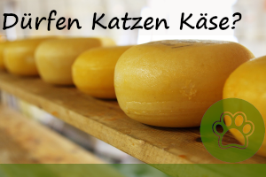 Dürfen Katzen Käse essen !? – 4 geeignete Sorten