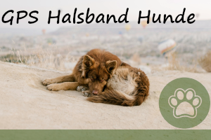 GPS Halsband für Hunde – Vor-& Nachteile