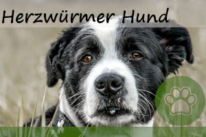 Herzwurm bei Hunden – 5 Symptome