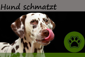 Hund schmatzt – 6 Gründe dafür!