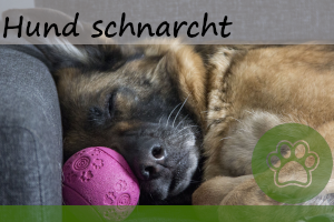 Hund schnarcht – 5 Gründe