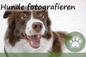 Hunde richtig fotografieren – die 8 besten Tipps dafür!