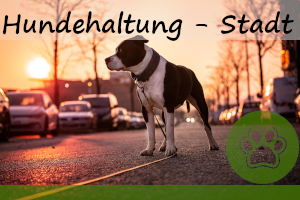 Hundehaltung in der Stadt – artgerecht? 4 Tipps