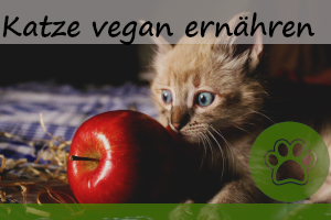 Katze vegan ernähren – geht das?