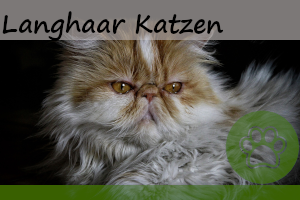 Langhaar Katze – die 10 beliebtesten Langhaarrassen