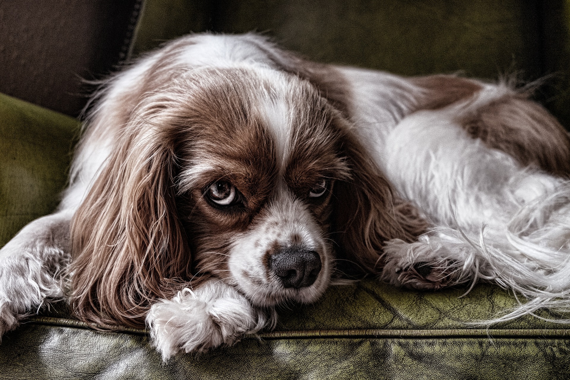 Kleine Hunde Mit Schlappohren