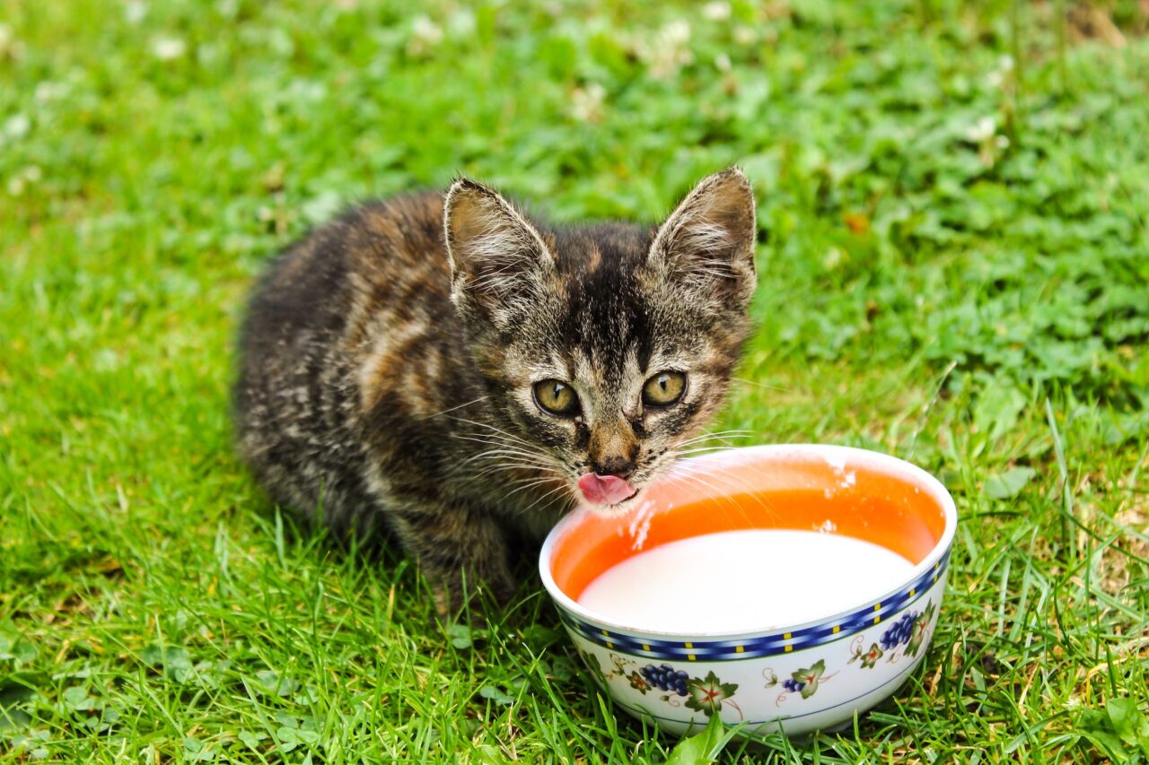 Dürfen Katzen Milch trinken