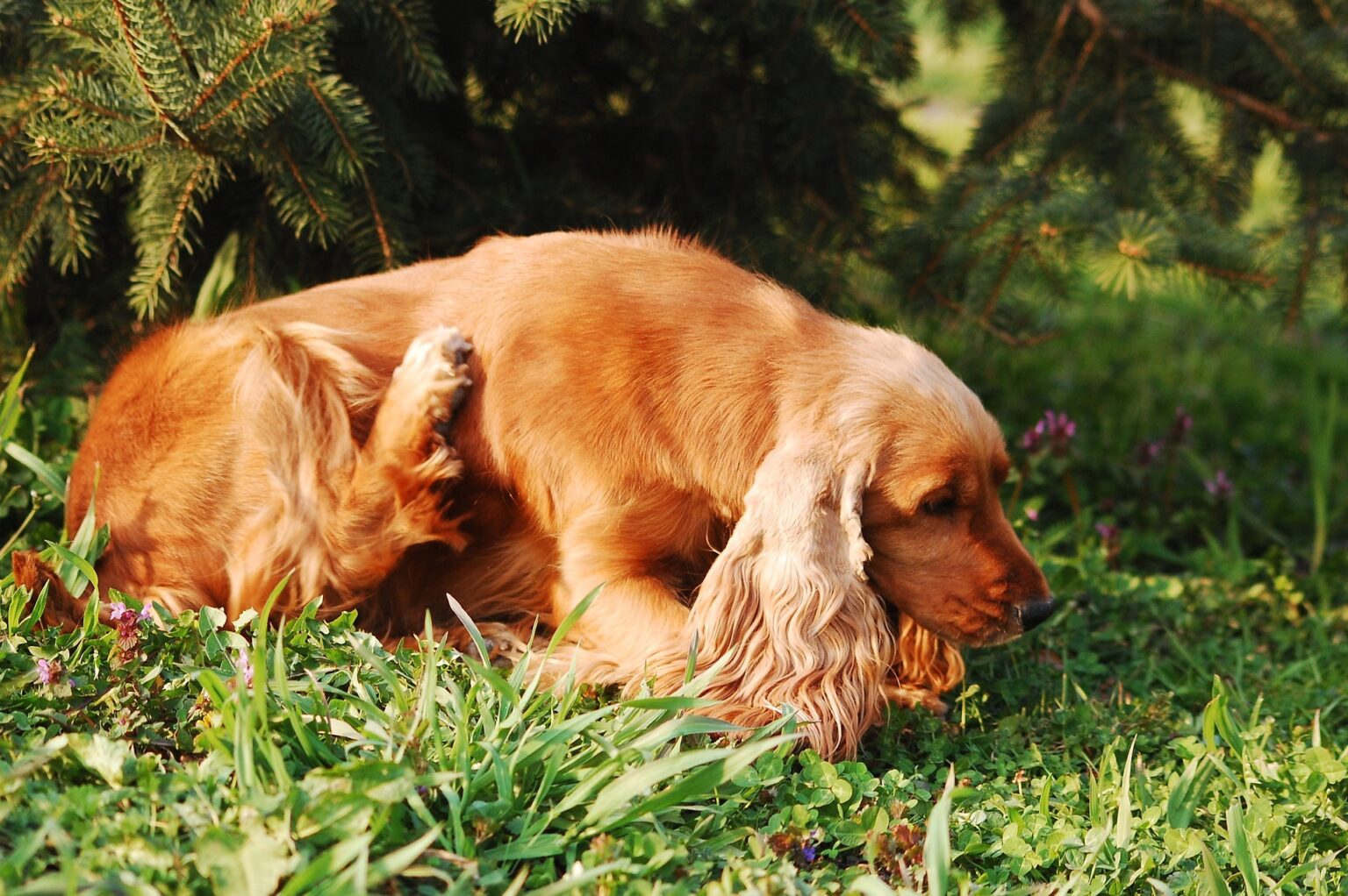 Wovon Bekommt Mein Hund Glänzendes Fell Schuppen beim Hund - 4 Gründe & Behandlung - Fell-Freund