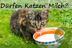 Dürfen Katzen Milch trinken – ein Mythos!? & Alternativen