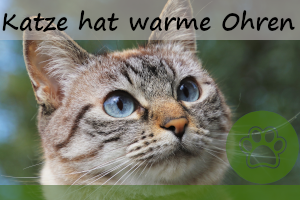 Katze hat warme Ohren – Grund zur Sorge?