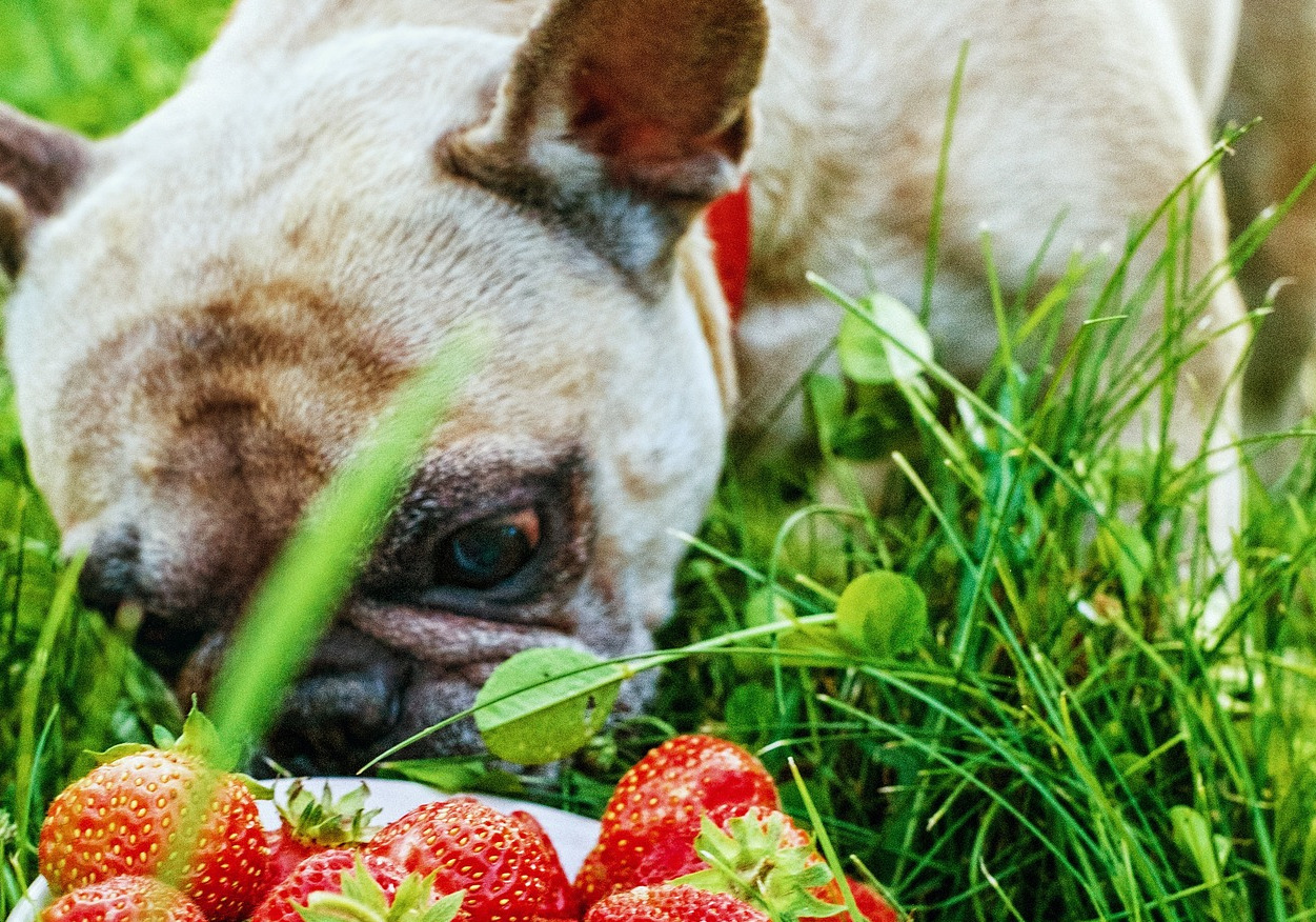 dürfen hunde erdbeeren essen