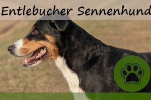 Entlebucher Sennenhund – Charakter, Aussehen & vieles mehr!