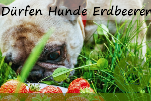 Dürfen Hunde Erdbeeren essen?