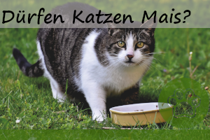Dürfen Katzen Mais essen? – was man beachten sollte