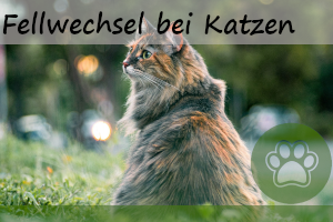 Fellwechsel bei Katzen – Infos & 8 super Tipps