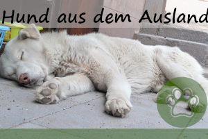 Hund aus dem Ausland – eine gute Idee? – Ratgeber