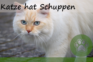 Katze hat Schuppen – Behandlung & 6 mögliche Ursachen