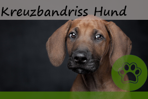 Kreuzbandriss beim Hund – 6 Symptome