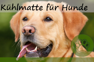 Kühlmatte für Hunde – 6 super Modelle