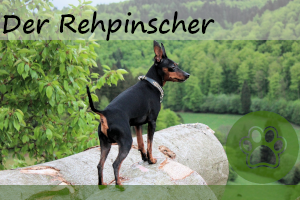 Rehpinscher – Steckbrief, Charakter, Aussehen uvm.