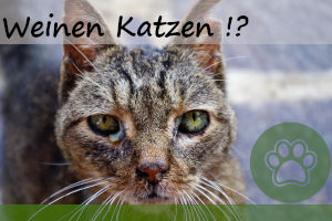 Weinen Katzen? – Diese 13 Gründe haben die Tränen