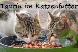 Taurin im Katzenfutter – ist es wirklich so wichtig?