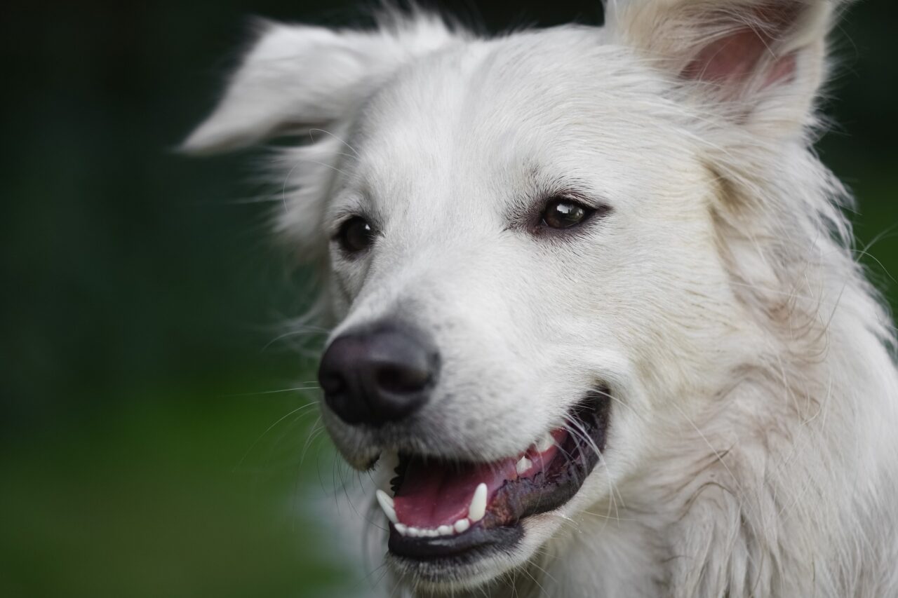 staupe beim hund