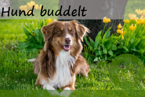 Hund buddelt im Garten – 5 Tipps