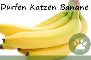 Dürfen Katzen Banane essen?