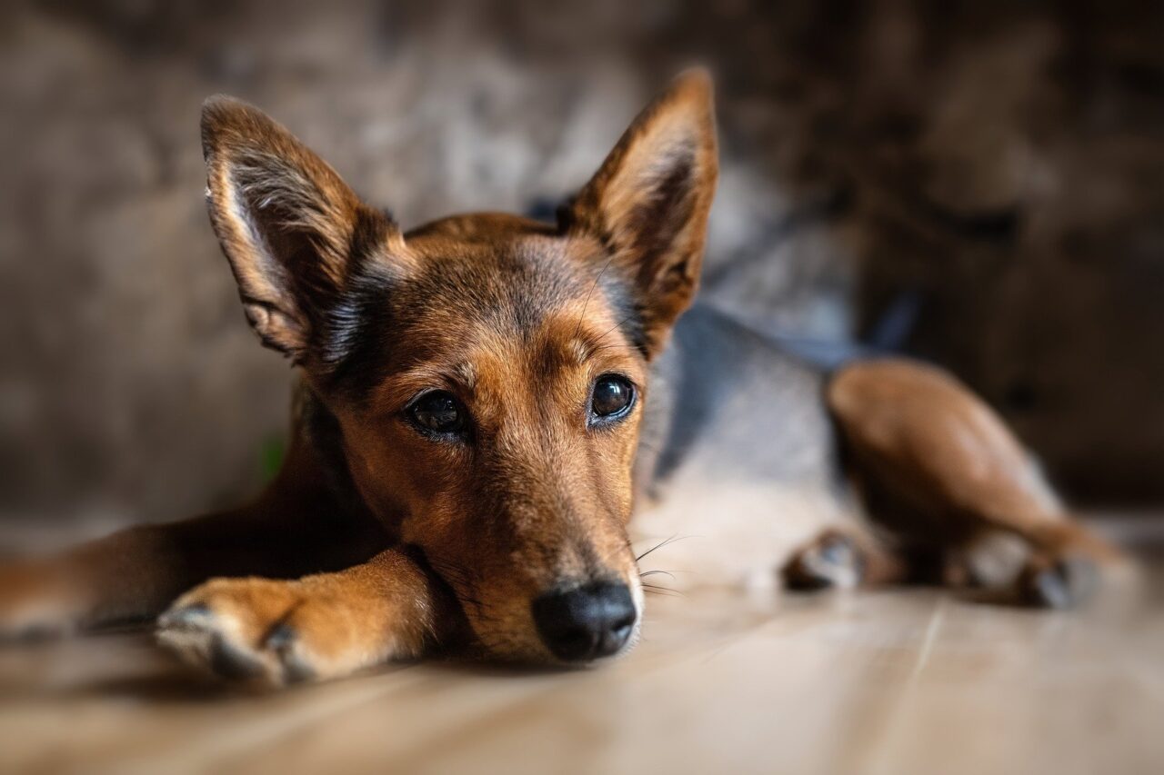 Geschwollene Zitzen beim Hund