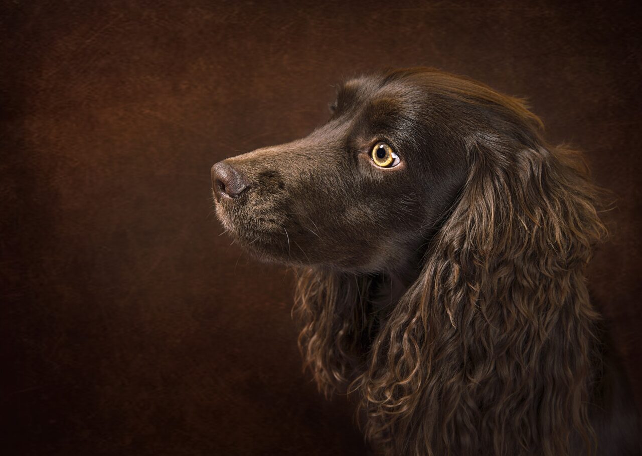 Hund kackt in die Wohnung