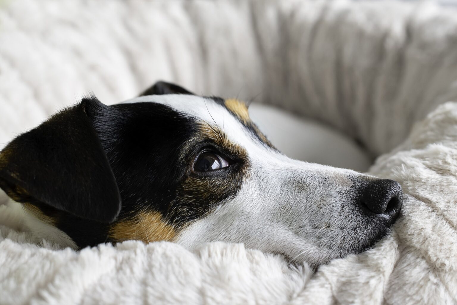 Was Ist Zwingerhusten Beim Hund fell-freund.com