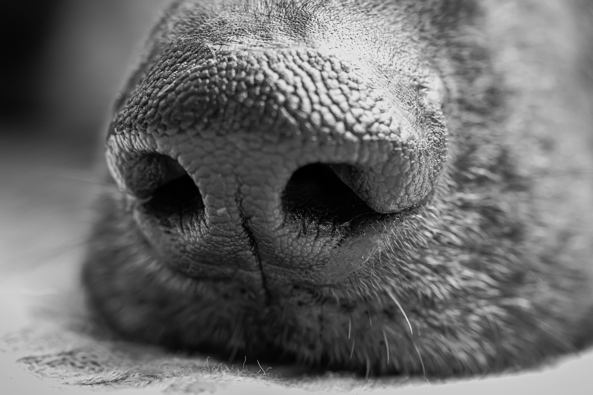 Trockene Nase beim Hund 8 Gründe & Abhilfe FellFreund