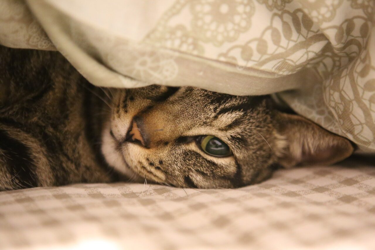 katze schläft mit offenen augen