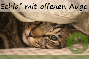 Katze schläft mit offenen Augen – 5 Gründe