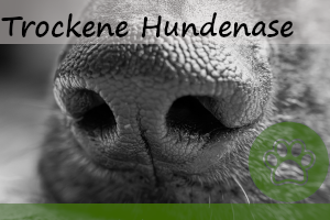 Trockene Nase beim Hund – 8 Gründe & Abhilfe