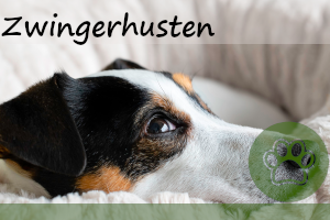 Zwingerhusten beim Hund – 7 Symptome