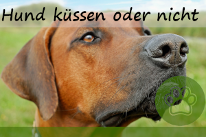 Hunde küssen – 6 Gründe dafür & dagegen