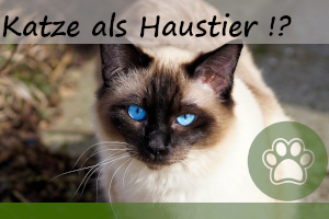 Katze als Haustier – diese Vorteile hat es gegenüber Hunden